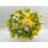  Buchet 101 de frezii albe , galbene si mimosa